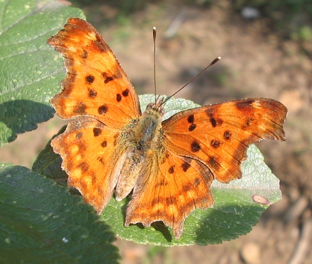 Farfalla d''autunno (Polygonia c-album)